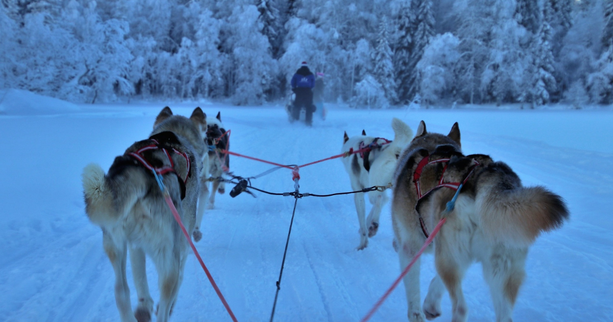 Team of husky dogs